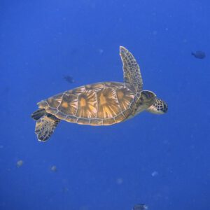 Indonesia - Bali - Nusa Penida - Komodo (08 - 21 de Junio 2026)